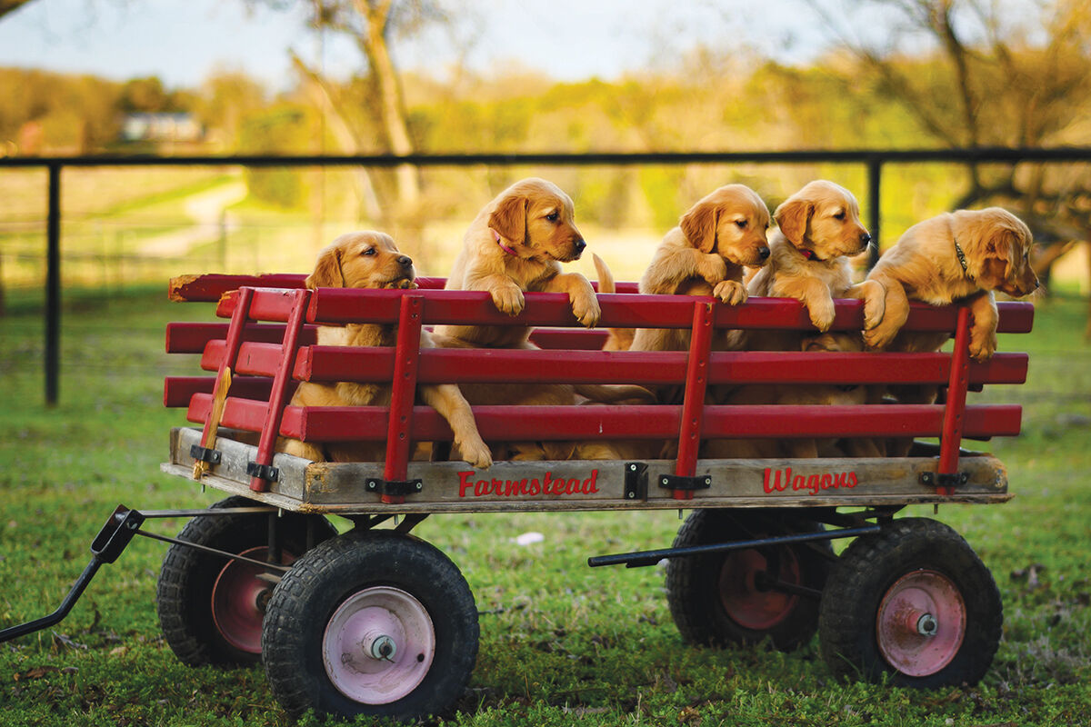 Adopt a puppy